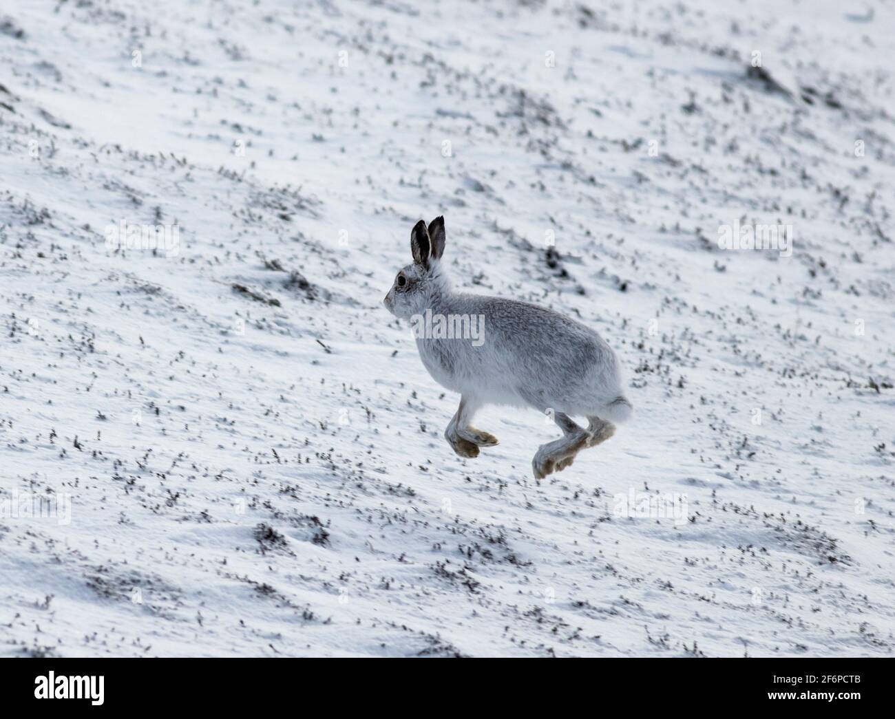 Berghasen im schottischen Hochland Stockfoto