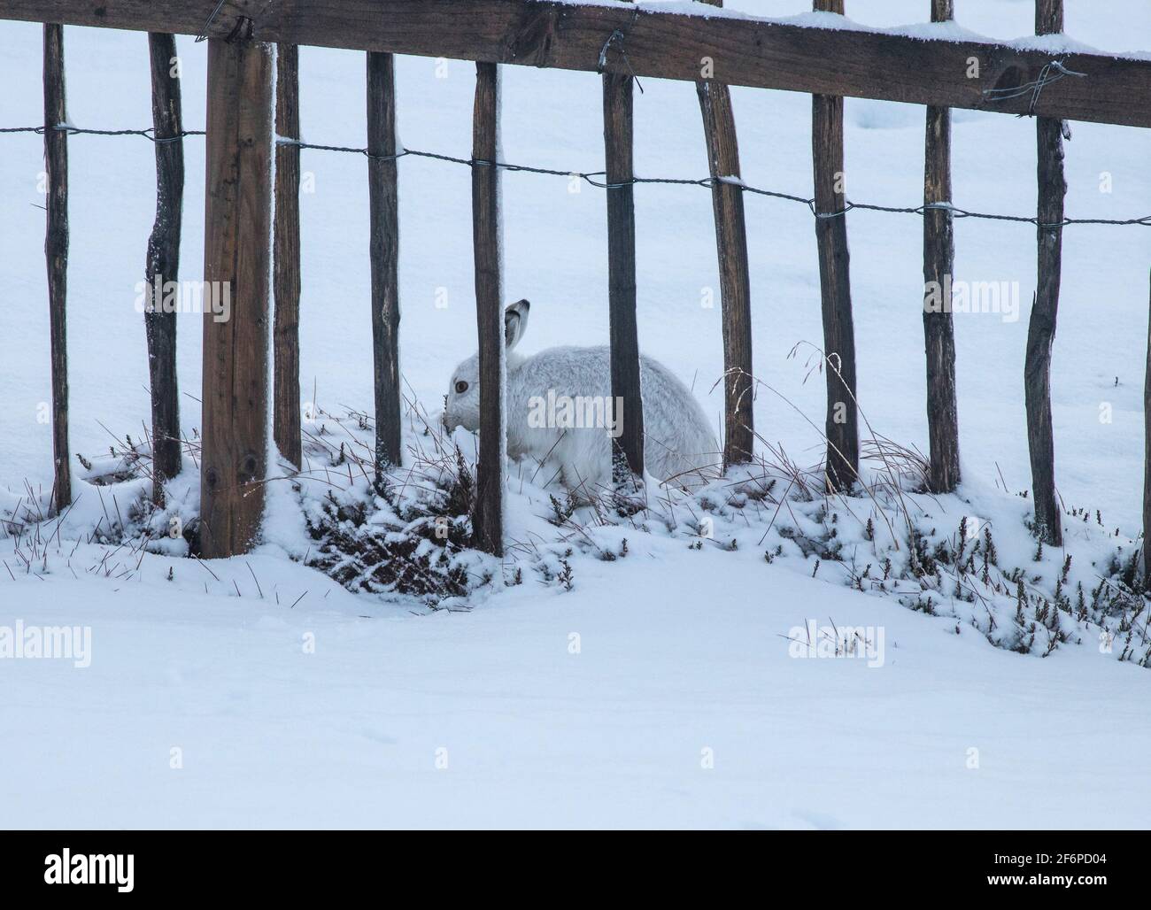 Berghasen im schottischen Hochland Stockfoto