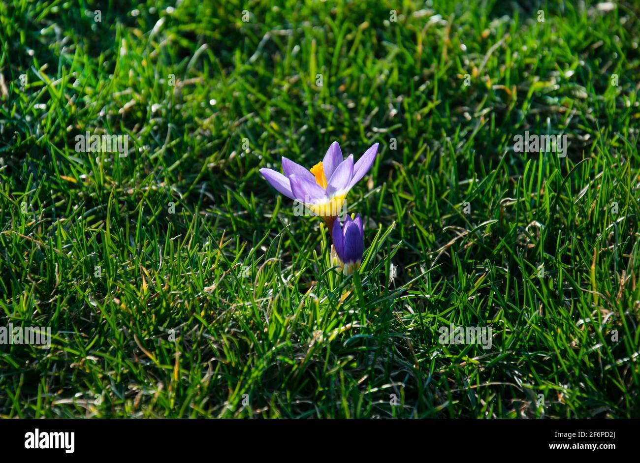 Wunderschöne frühlingshafte violette, weiße, gelbe Krokusse, riesige Krokusse auf einem grünen Rasen. Frühlingsblumen. Primeln. Anfang Frühling. Stockfoto