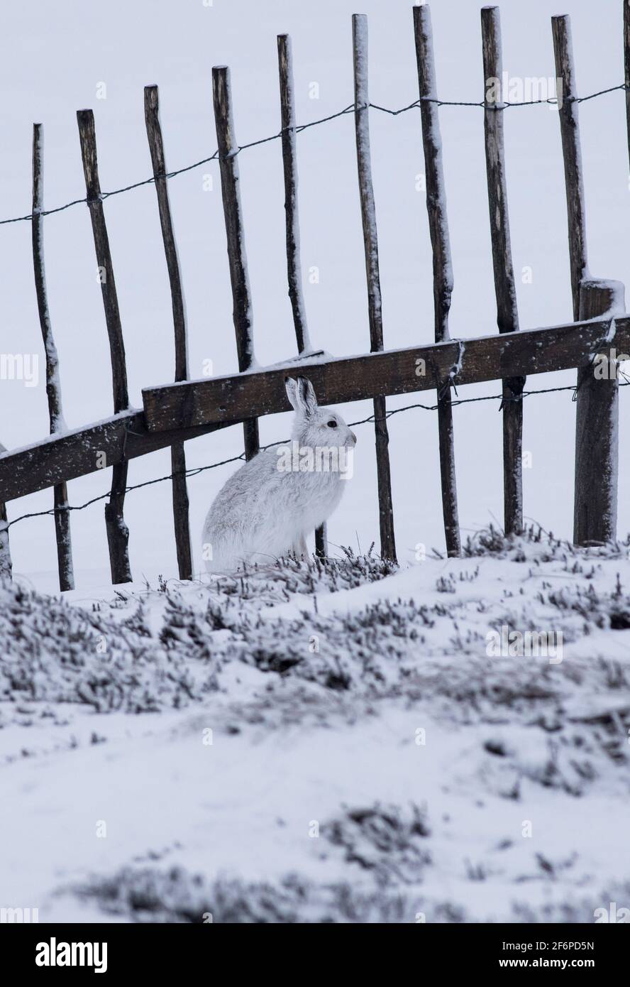 Berghasen im schottischen Hochland Stockfoto