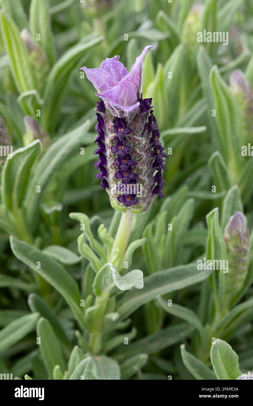 Lavendelpflanze und Blumen im Frühling aus nächster Nähe Stockfoto