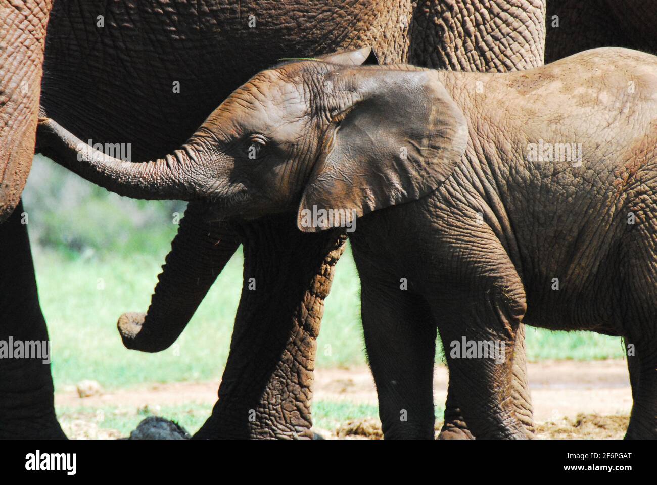 Nahaufnahme eines wilden Elefantenkalbes, das von der Herde geschützt wird. Beachten Sie, dass der Stamm ausgefahren ist und seine Mutter berührt. Stockfoto