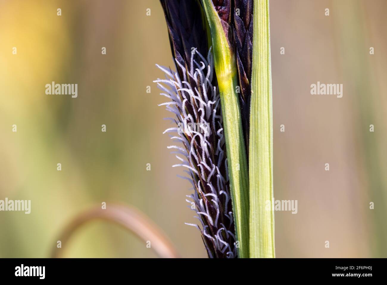 Weibliche Blüten (Stigma) des Segges (Carex elata) Stockfoto