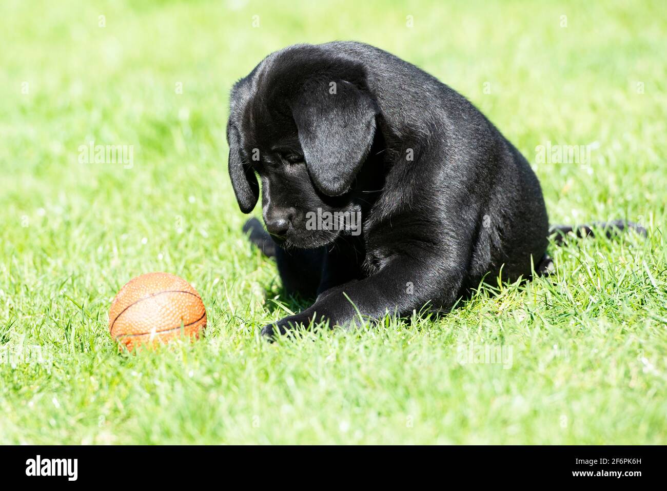 Acht Wochen alte schwarze Labrador Welpen spielen in einem Garten Stockfoto