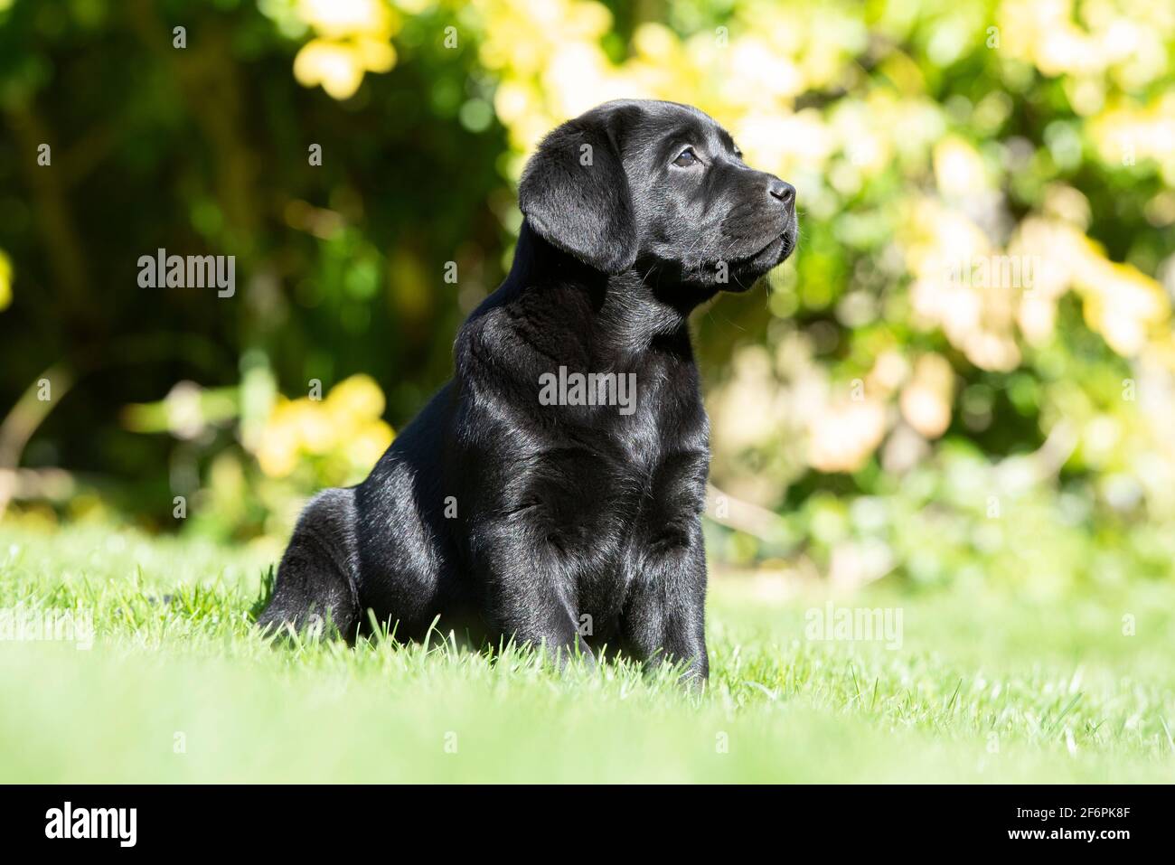 Acht Wochen alte schwarze Labrador Welpen spielen in einem Garten Stockfoto