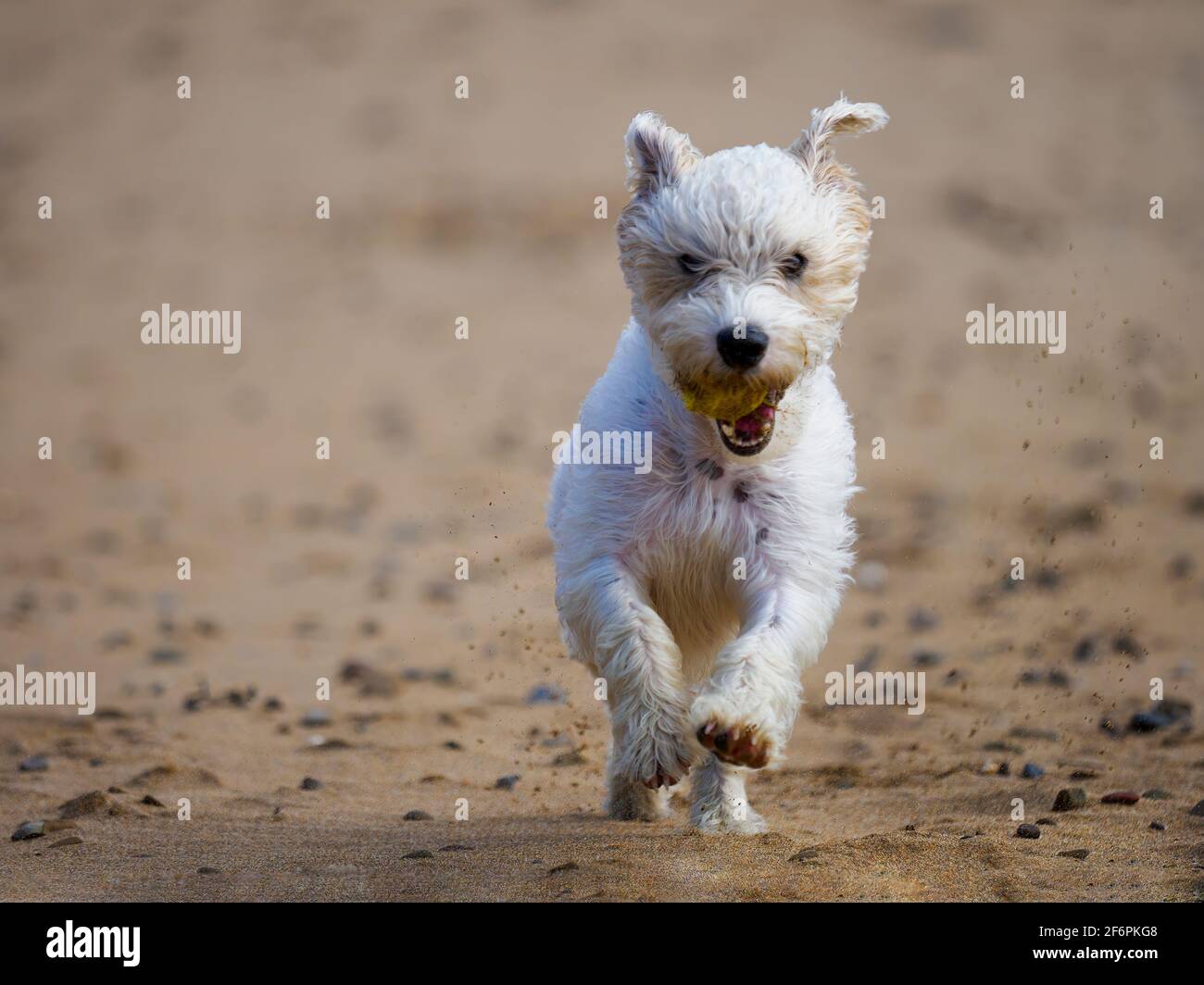 Hund läuft mit Ball im Mund, UK Stockfoto