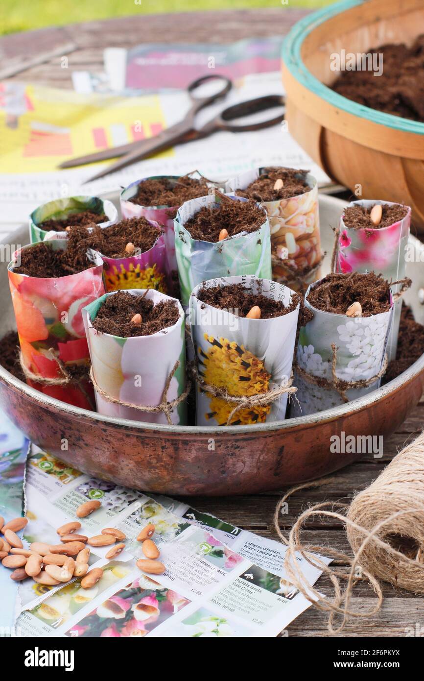 Aussaat französischer Bohnen. Beginnen Sie mit „Violet Podded“-Bohnen - Phaseolus vulgaris - in hausgemachten Papiertöpfen. VEREINIGTES KÖNIGREICH Stockfoto