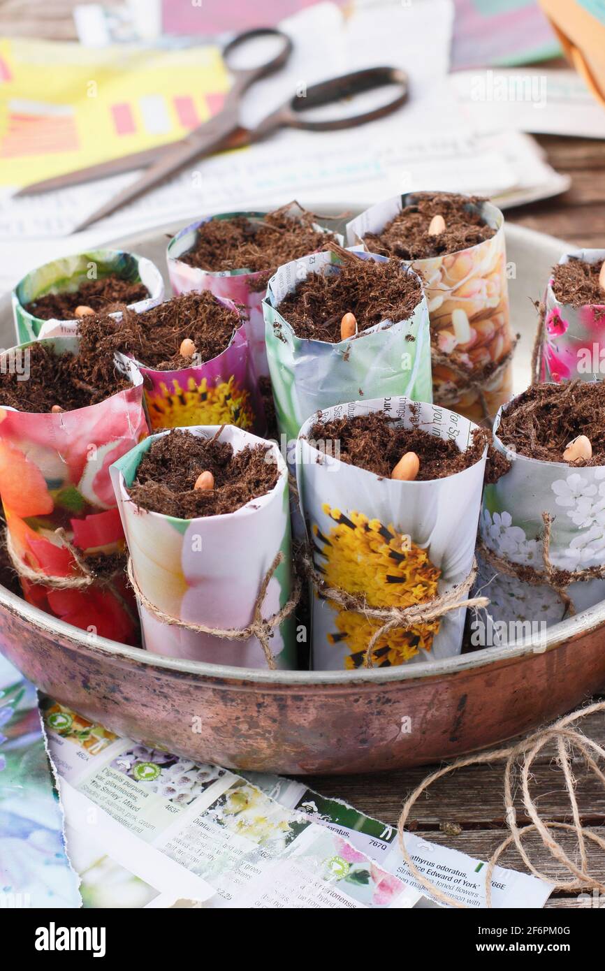Aussaat französischer Bohnen. Beginnen Sie mit „Violet Podded“-Bohnen - Phaseolus vulgaris - in hausgemachten Papiertöpfen. VEREINIGTES KÖNIGREICH Stockfoto