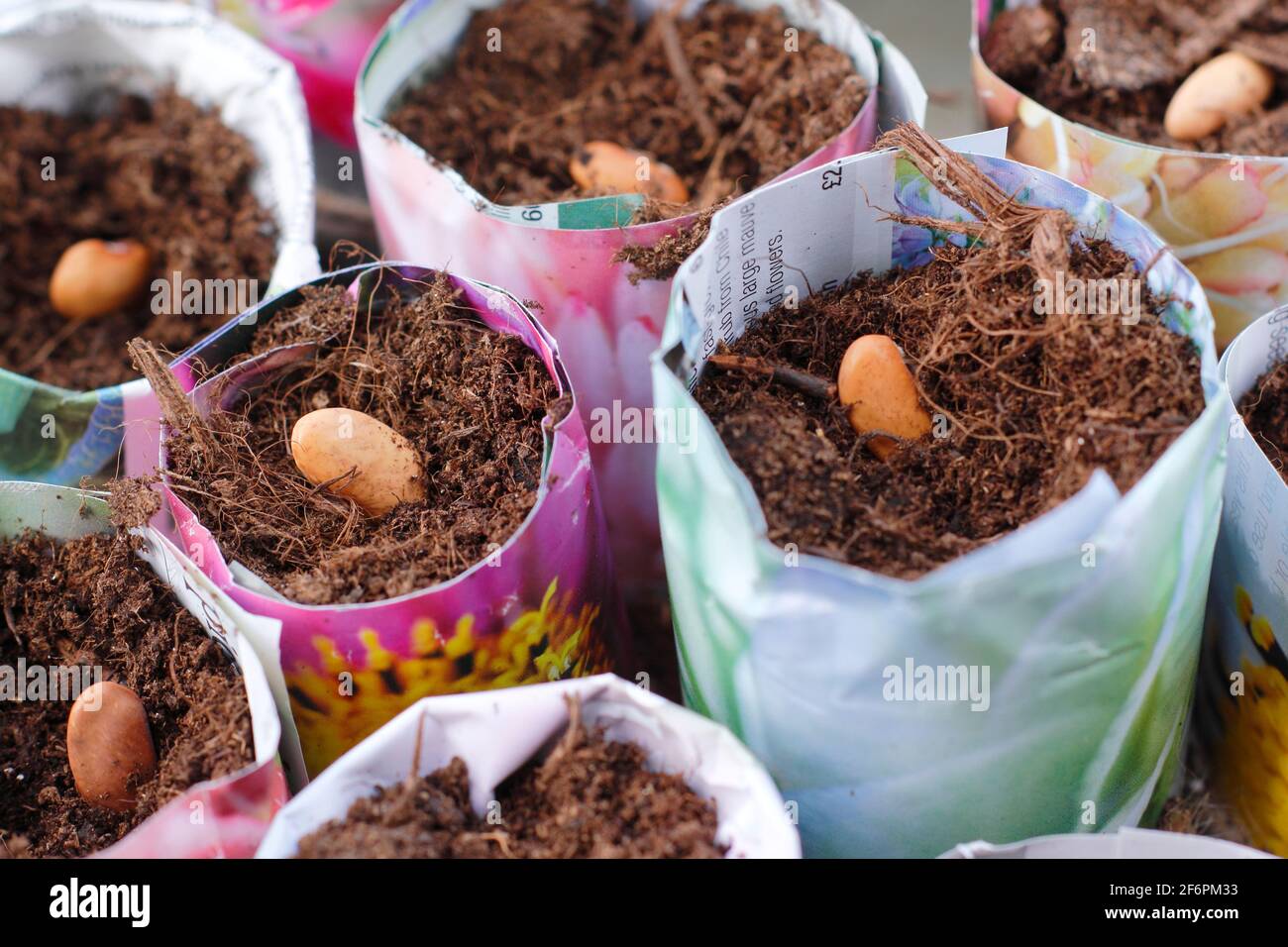 Aussaat französischer Bohnen. Beginnen Sie mit „Violet Podded“-Bohnen - Phaseolus vulgaris - in hausgemachten Papiertöpfen. VEREINIGTES KÖNIGREICH Stockfoto