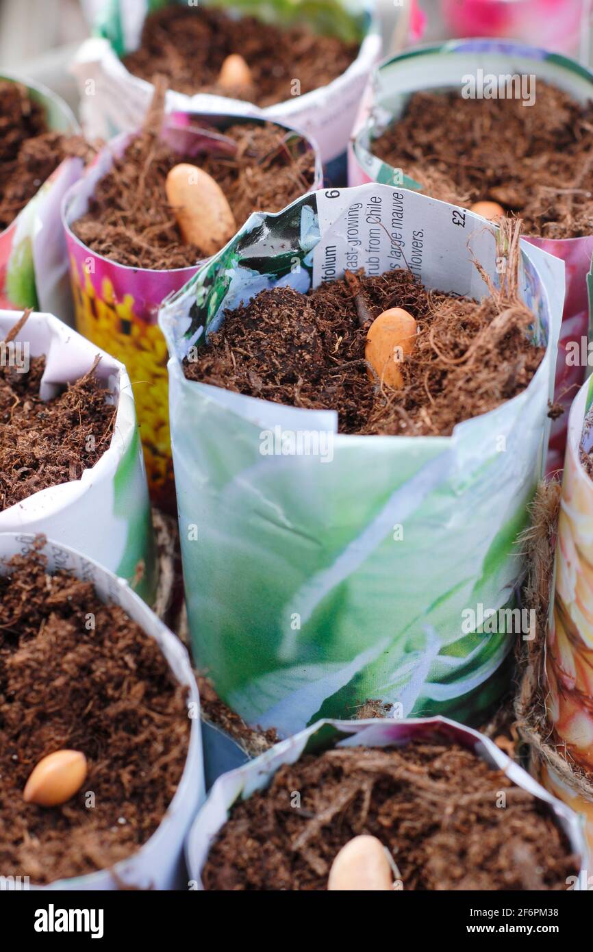 Aussaat französischer Bohnen. Beginnen Sie mit „Violet Podded“-Bohnen - Phaseolus vulgaris - in hausgemachten Papiertöpfen. VEREINIGTES KÖNIGREICH Stockfoto