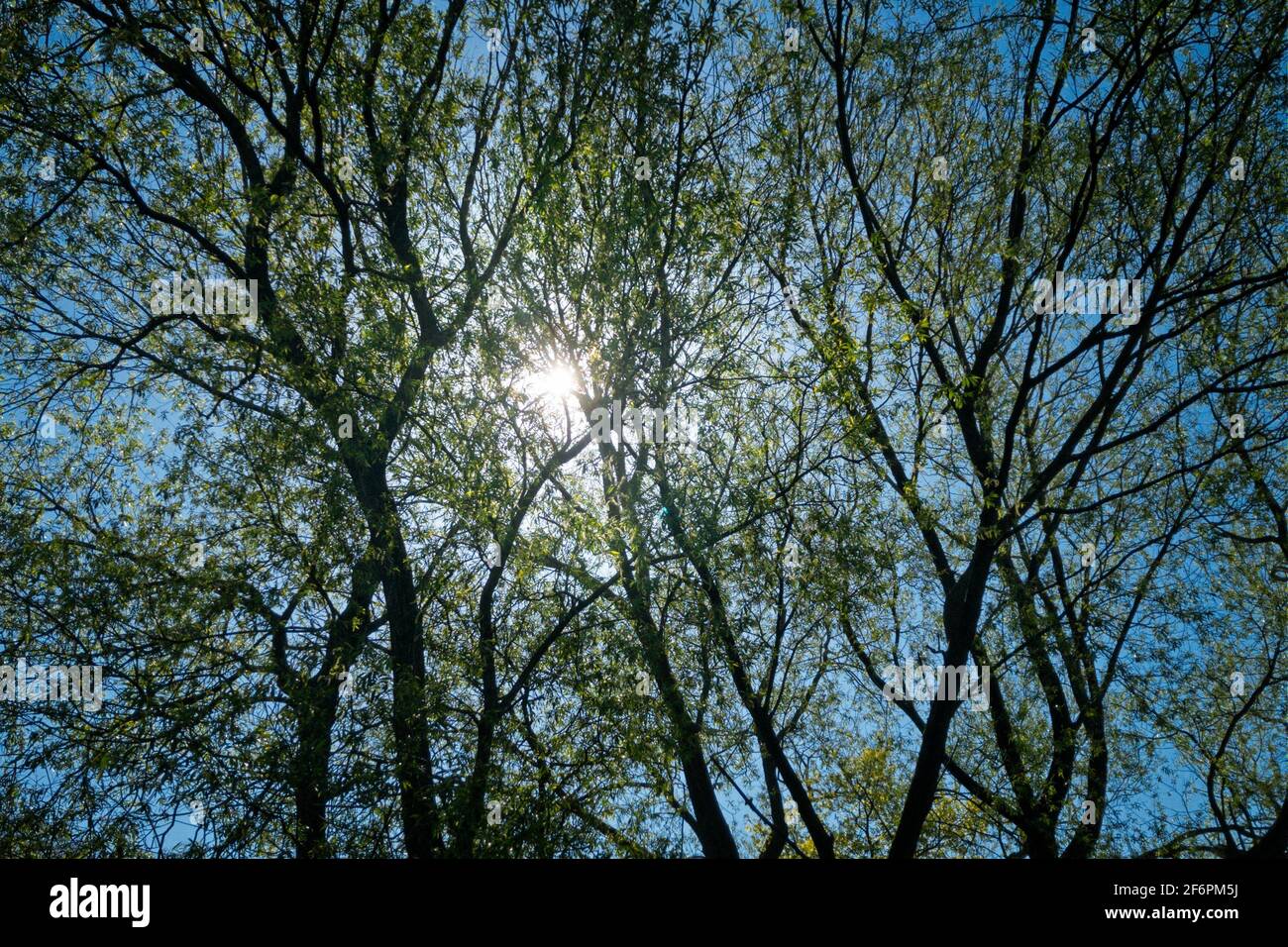 Die Sonne scheint durch kurvenreiche Äste mit neuen Blättern; ein blauer Himmel im Hintergrund. Stockfoto