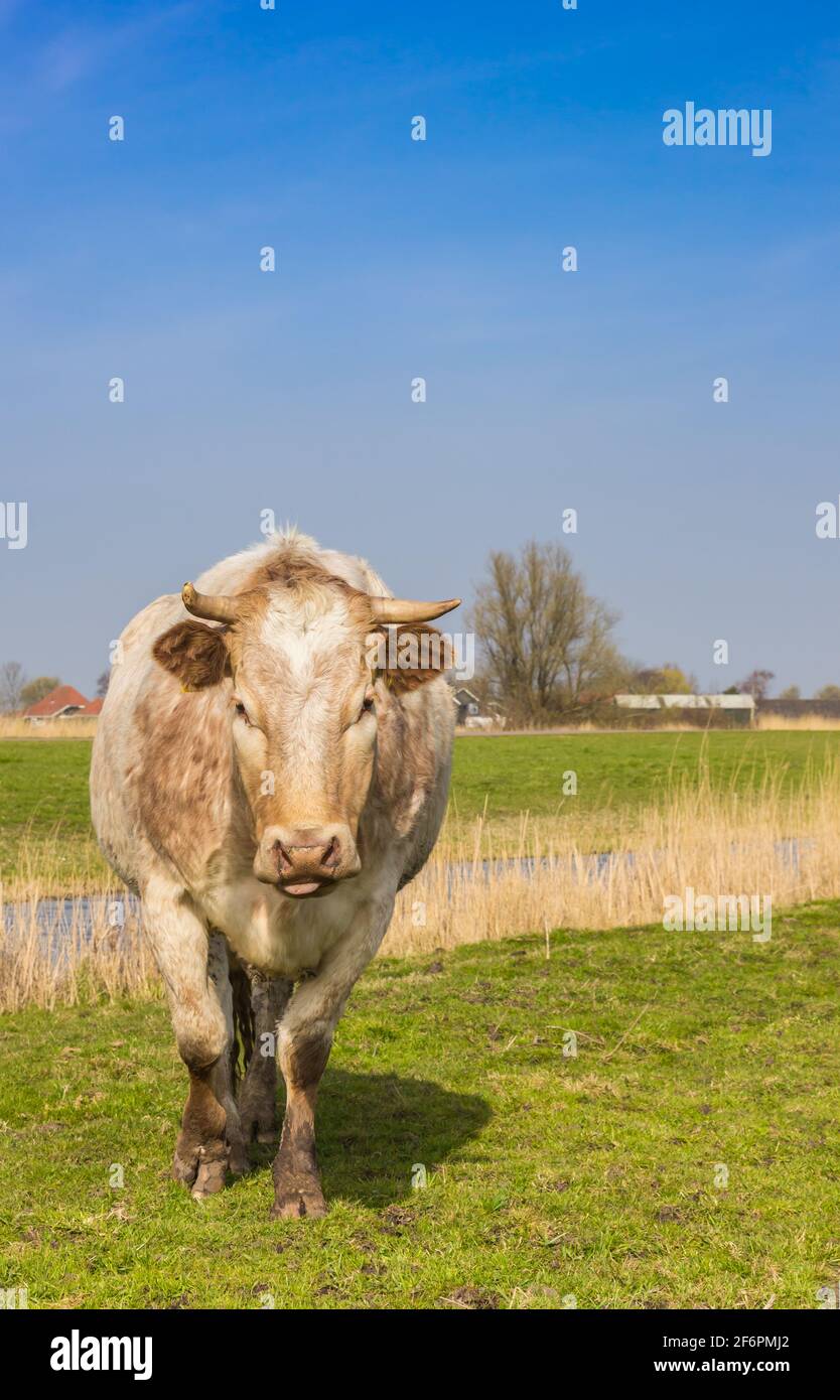 Weiße Kuh auf dem Ackerland in der Nähe von Zaandam, Niederlande Stockfoto
