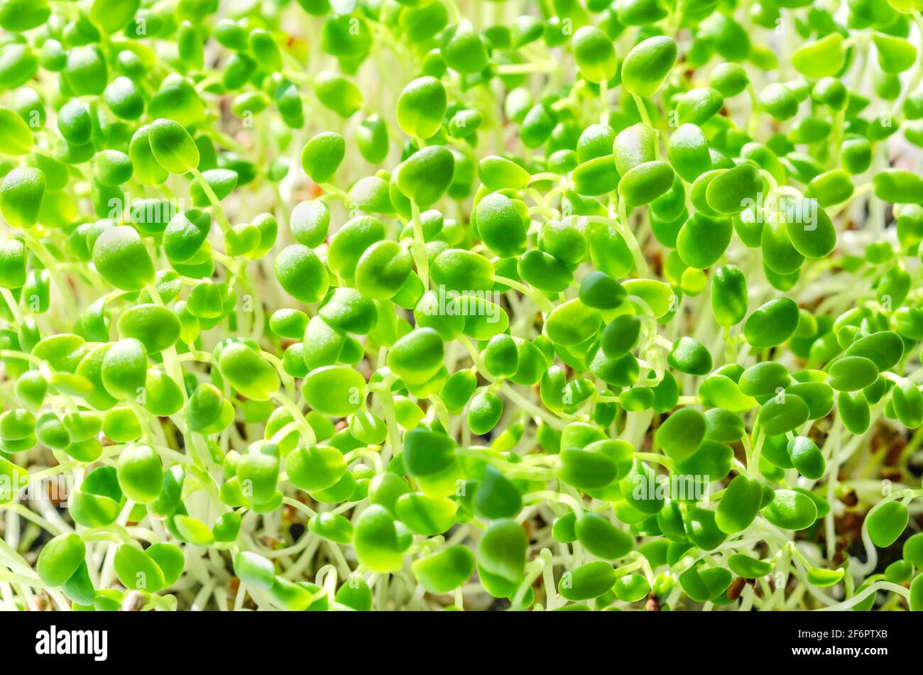 Karmesinklee Sprossen, Nahaufnahme. Italienischer Kleeblatt, Mikrogrüns. Sämlinge von Trifolium incarnatum, grüne Triebe, junge Pflanzen und Sprossen. Stockfoto