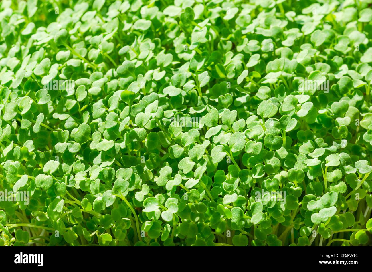 Rucola Sprossen, Nahaufnahme. Gartenrakete, Microgreens. Setzlinge von Eruca vesicaria, grüne Triebe, junge Pflanzen und Sprossen. Ein Blattgemüse. Stockfoto