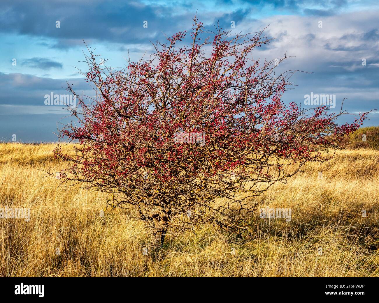 Hawthorn Bush, Crataegus, mit roten Beeren in Dünengebiet, Aberlady Nature Reserve, East Lothian, Schottland, Großbritannien Stockfoto