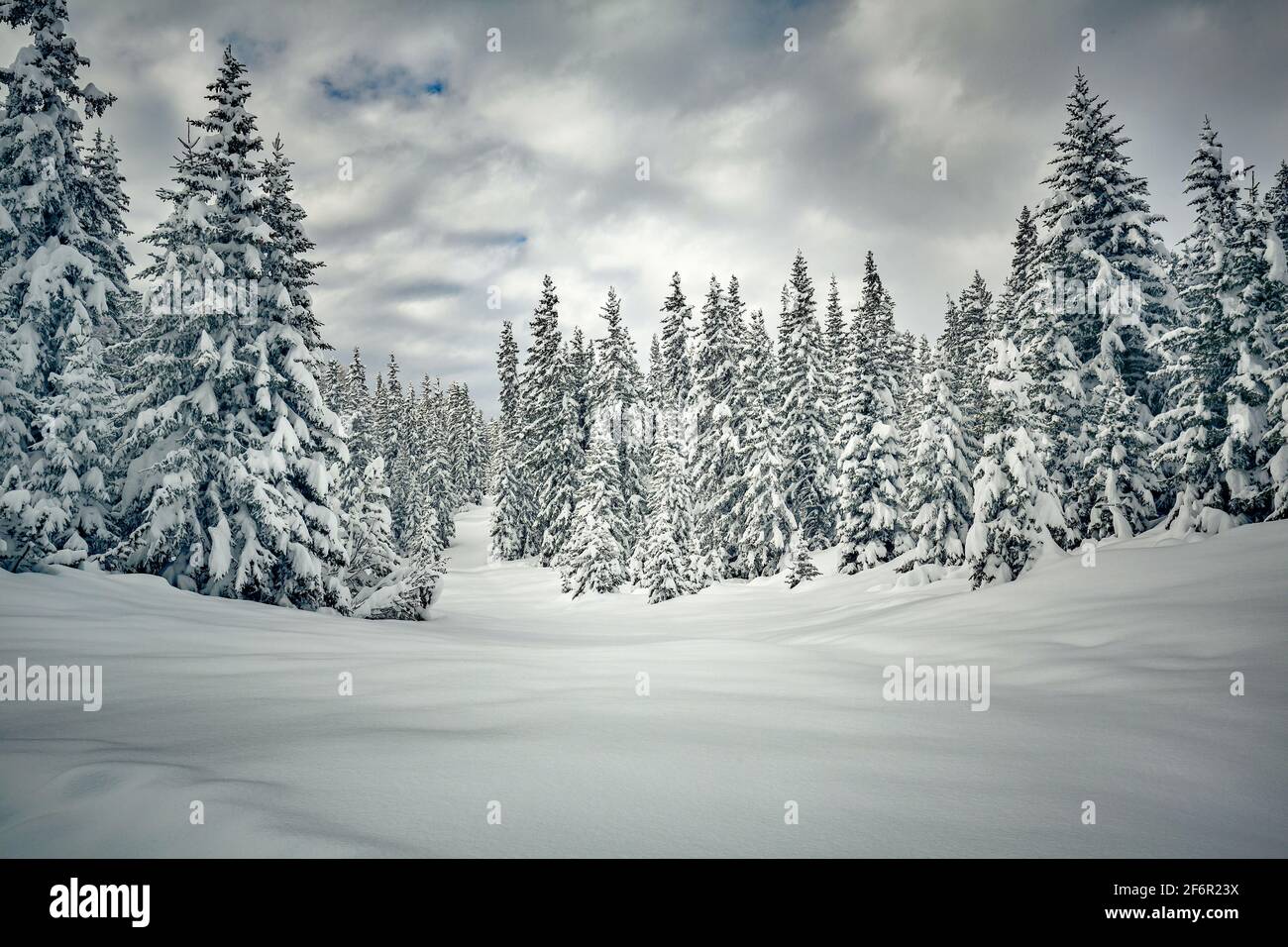 Weiß getünchte Tannen mit frischem Schnee Stockfoto