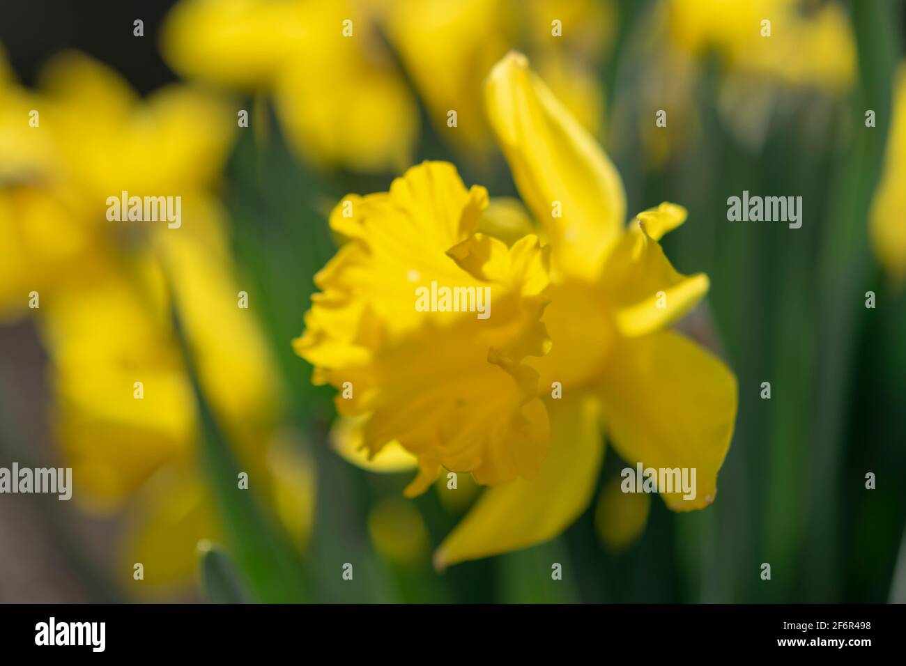 Narcissus Blume (Narcissus poeticus). Narcissus Narzissus blüht. Stockfoto