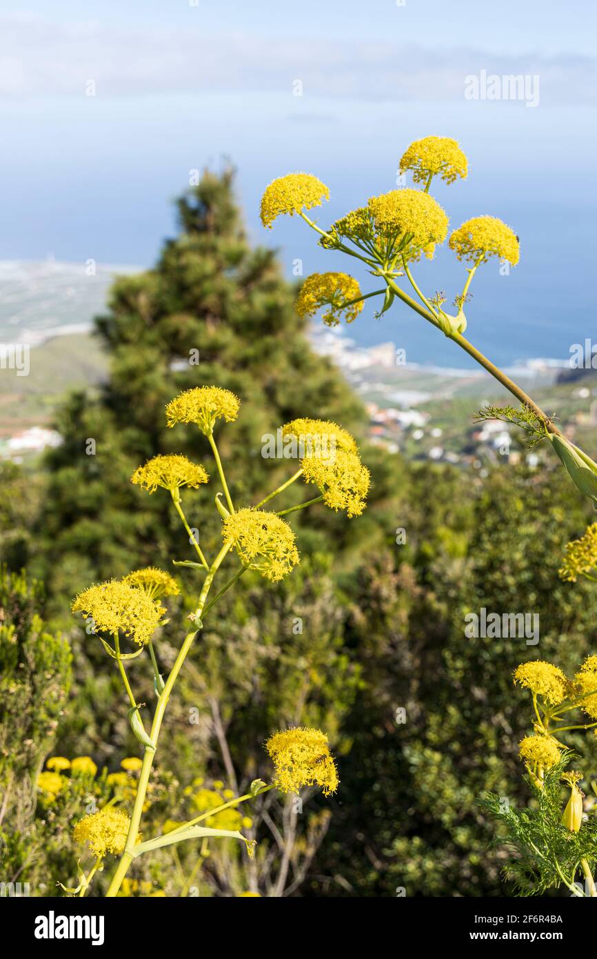 Ferula communis, riesiger Fenchel, mit gelben Blüten im Frühling, Ruigomez, Teneriffa, Kanarische Inseln, Spanien Stockfoto