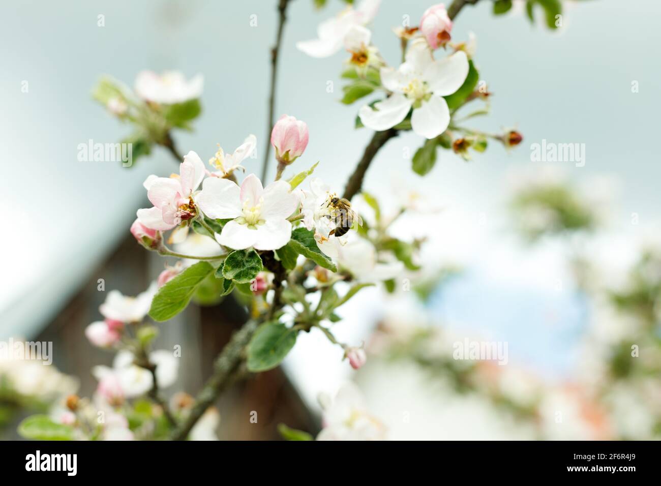 Apfelbaum Zweig in Blüte mit Bienen und blauen Himmel Stockfoto