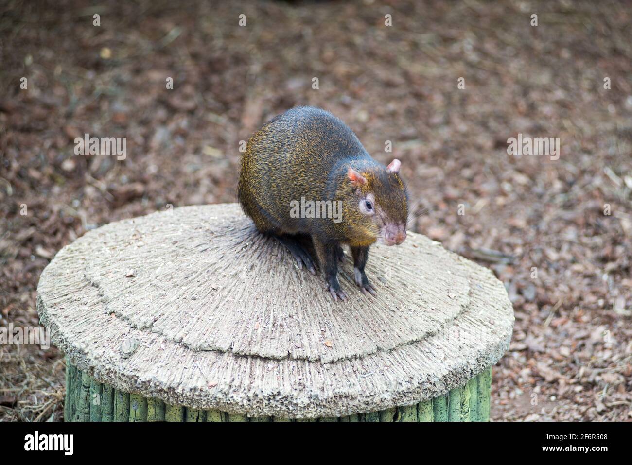 Meerschweinchen Brasilianer sitzt auf dem Boden im Zoo Stockfoto