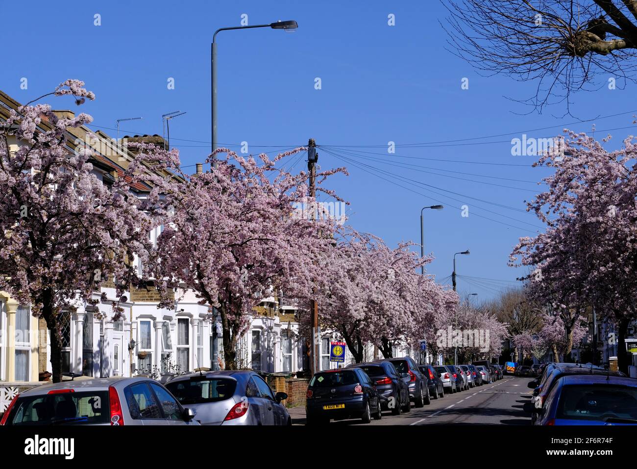 Blühende Bäume, East London, London, Vereinigtes Königreich Stockfoto