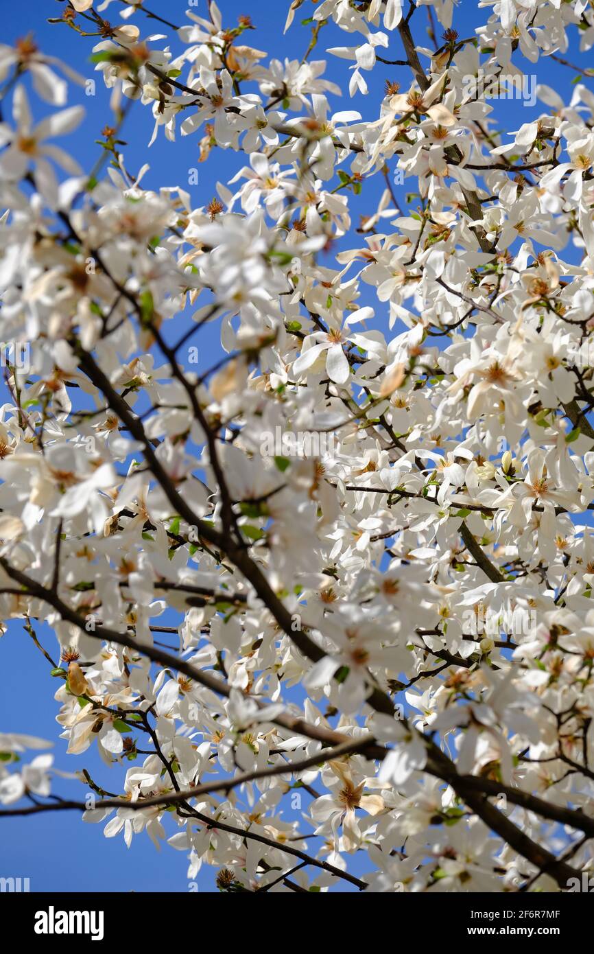 London, Vereinigtes Königreich Stockfoto