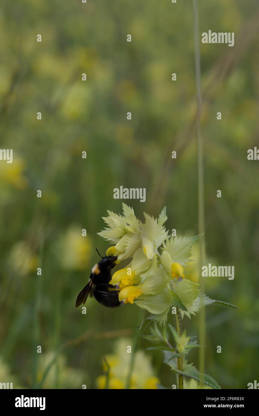 Hummel auf einer gelben Wildblume in der Natur hautnah, Makro, arbeitende Biene in der Natur Stockfoto