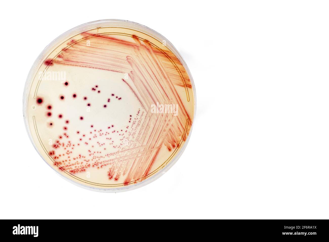 Escherichia coli - Bakterienkulturen. Weißer Hintergrund Stockfoto