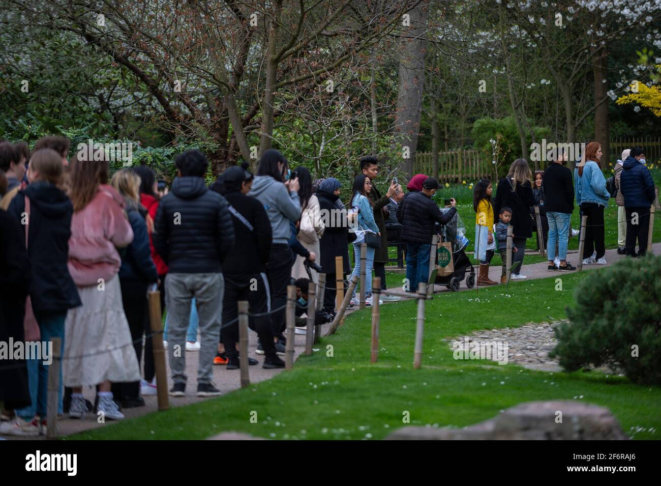 London, Großbritannien. 2. April 2021. Wetter in Großbritannien: Am Karfreitag besuchen die Menschen den Kyoto Garden im Holland Park, West London. Normalerweise ist der Garten ruhig, aber da es ein Feiertag ist und die Sperrungsbeschränkungen diese Woche etwas gelockert wurden, haben viele Menschen in die Parks gegangen, um die wärmeren Bedingungen zu genießen. Kredit: Stephen Chung / Alamy Live Nachrichten Stockfoto