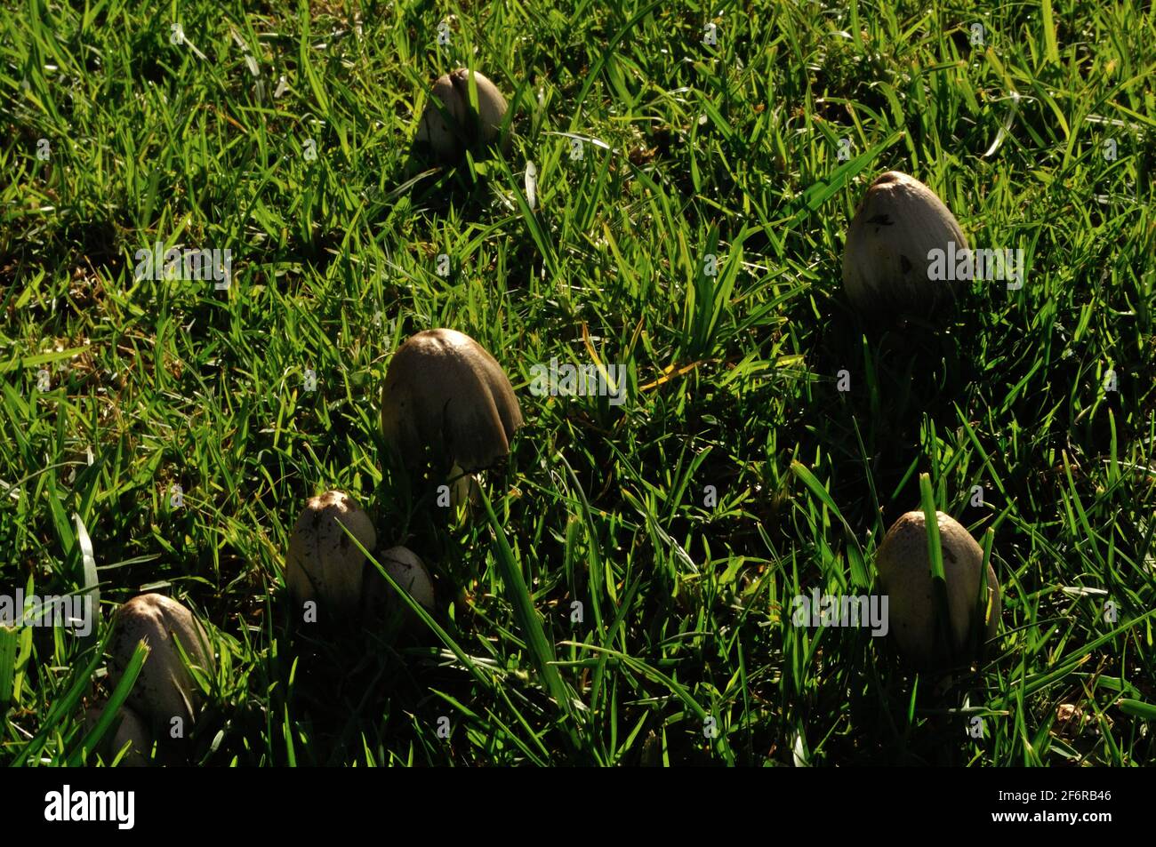 Die Pilze auf dem grünen Rasen des Gartens Stockfoto