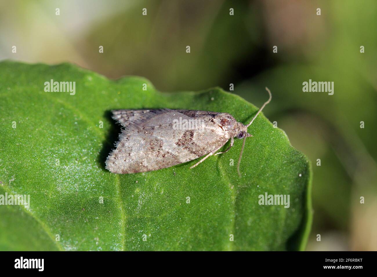 Raupenschildfalter Cnephasia (Tortricidae) auf einem Rote-Bete-Blatt. Stockfoto