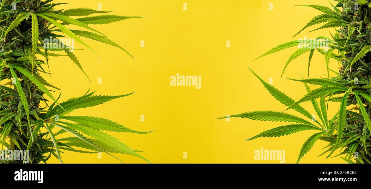 Marihuana Pflanzen Hintergrund auf den Seiten in gelb mit Kopie Platz Stockfoto