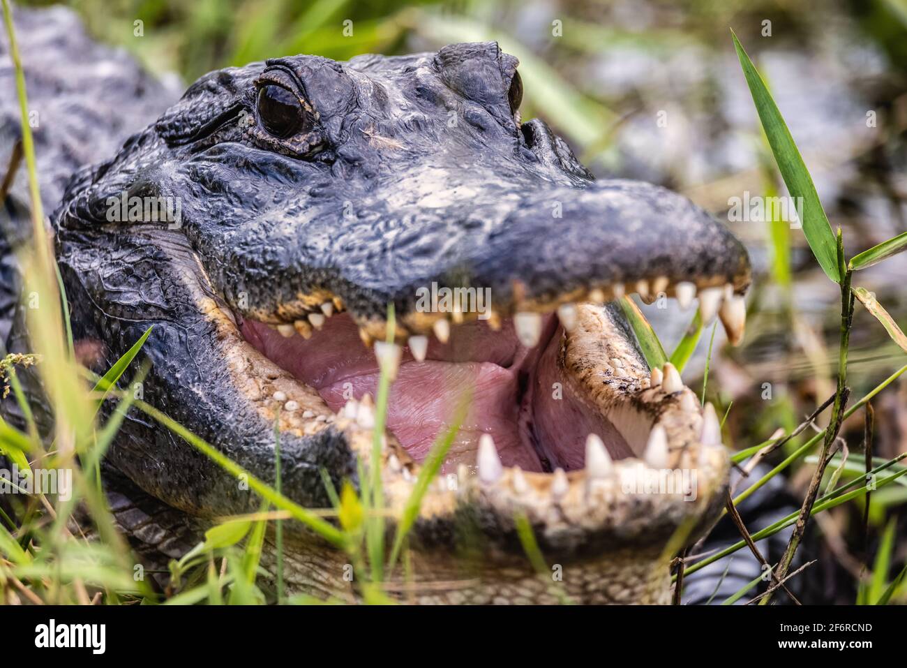 Farbbild eines Aligators in Florida mit offenem Mund. Stockfoto