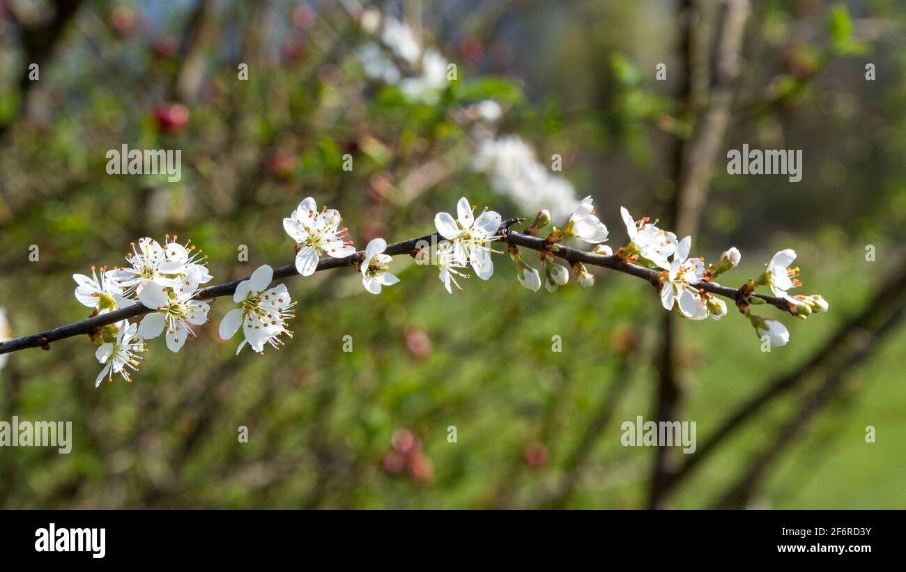Nahaufnahme eines blühenden Pflaumenzweiges Stockfoto