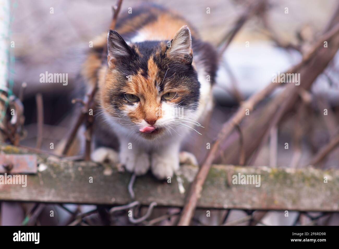 Porträt einer Katze, die aus ihrer Zunge ragt. Stockfoto