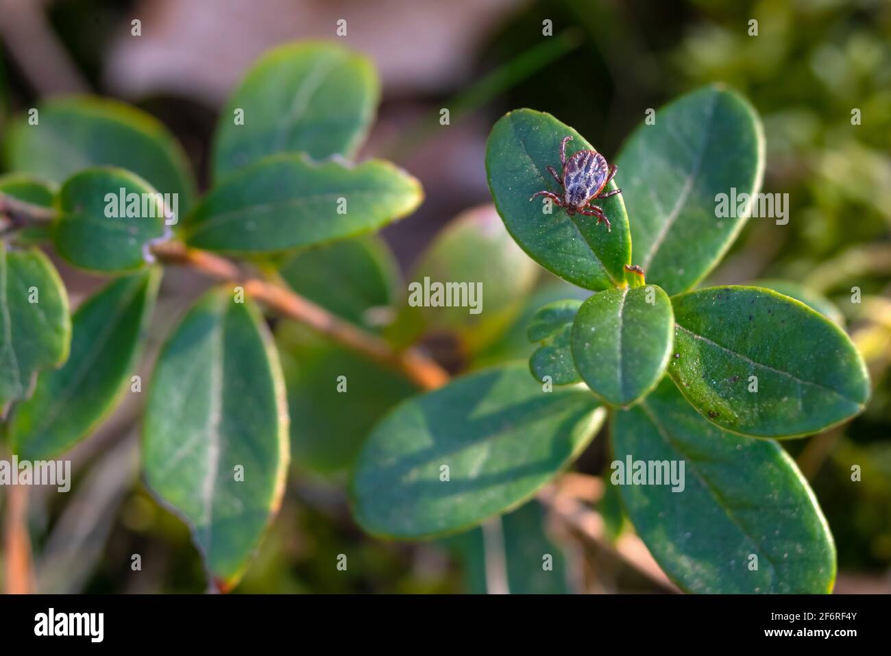 Nahaufnahme von amerikanischen Hund Zecken kriechen auf Cranberry-Blatt in der Natur. Diese Arachniden eine aktivste im Frühjahr und kann Karrieren der Lyme-Borreliose oder -ence sein Stockfoto