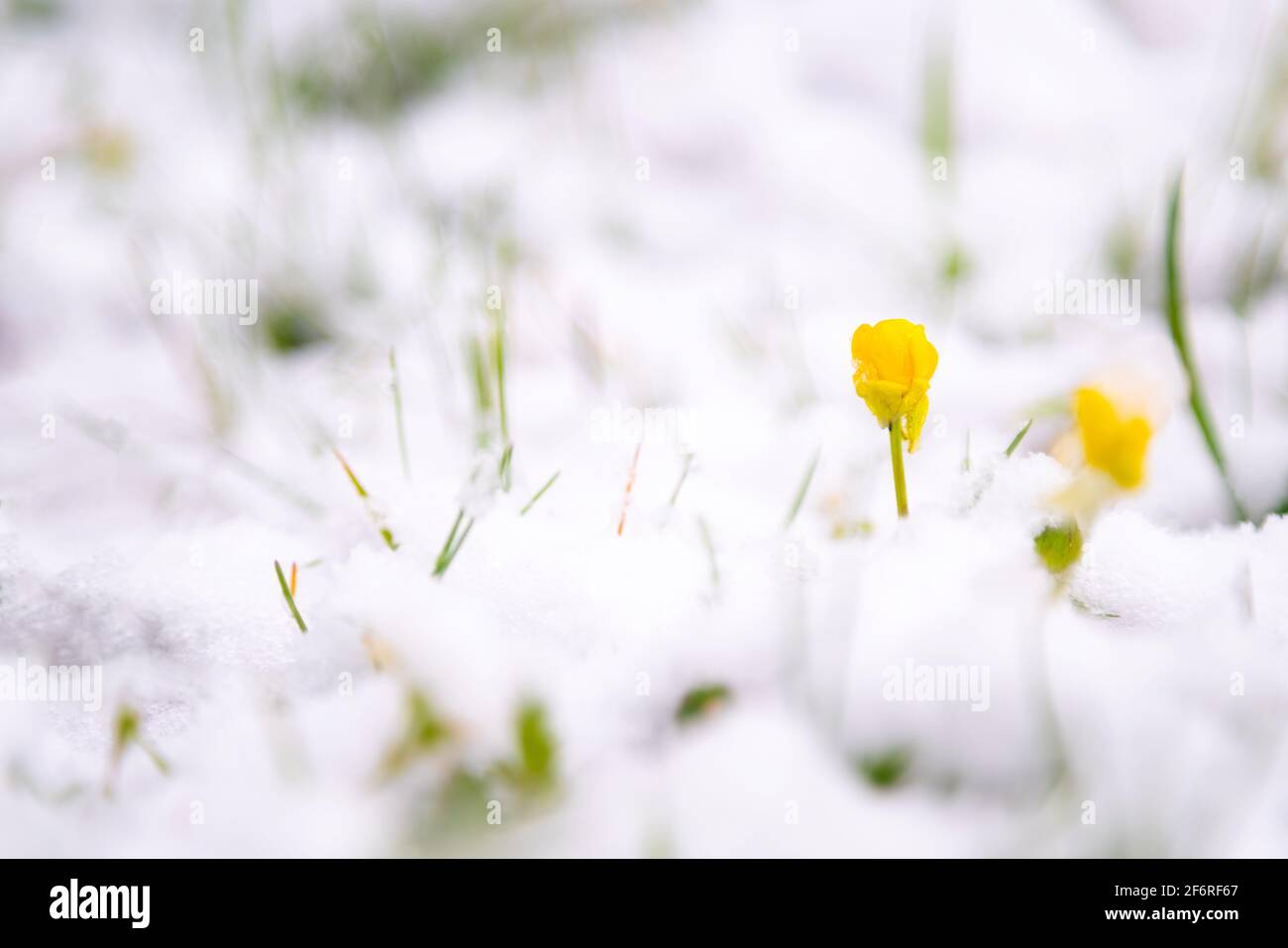 Gelbe Blume blüht im weißen Schnee am kalten Frühlingsmorgen. Stockfoto