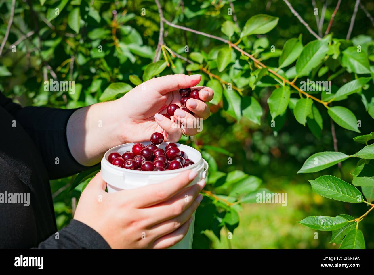 Nahaufnahme der Frau Hände Kommissionierung reife Kirschen des Baumes. Ernte rote Kirsche in einem weißen Plastikeimer auf Obstfarm in der Sommerzeit. Stockfoto