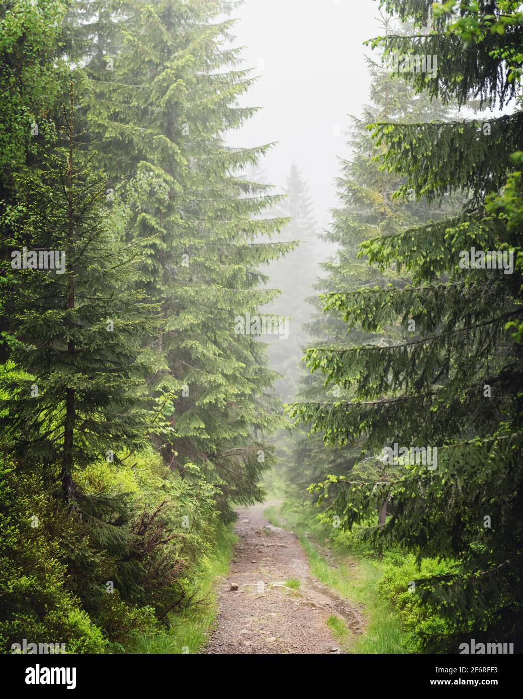 Wunderschöner immergrüner Wald mit Kiefern und Pfad. Naturhintergrund, Landschaftsfotografie Stockfoto
