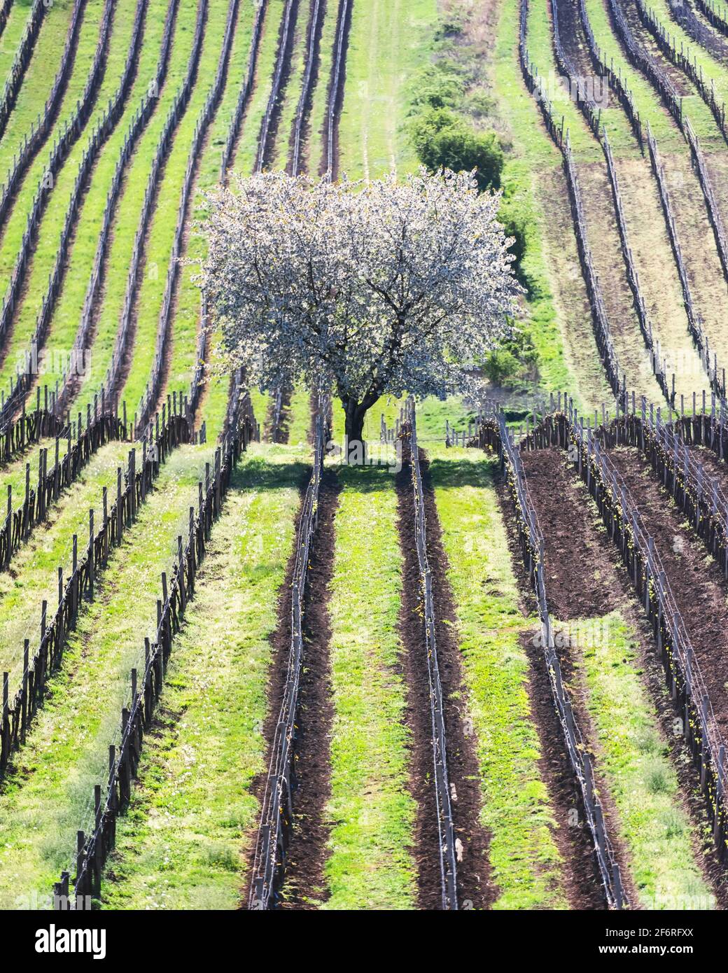 Wundervolle Frühlingslandschaft Mit Weißem, Blühendem Kirschbaum Zwischen Weinreihen In Südmähren, Tschechien Stockfoto
