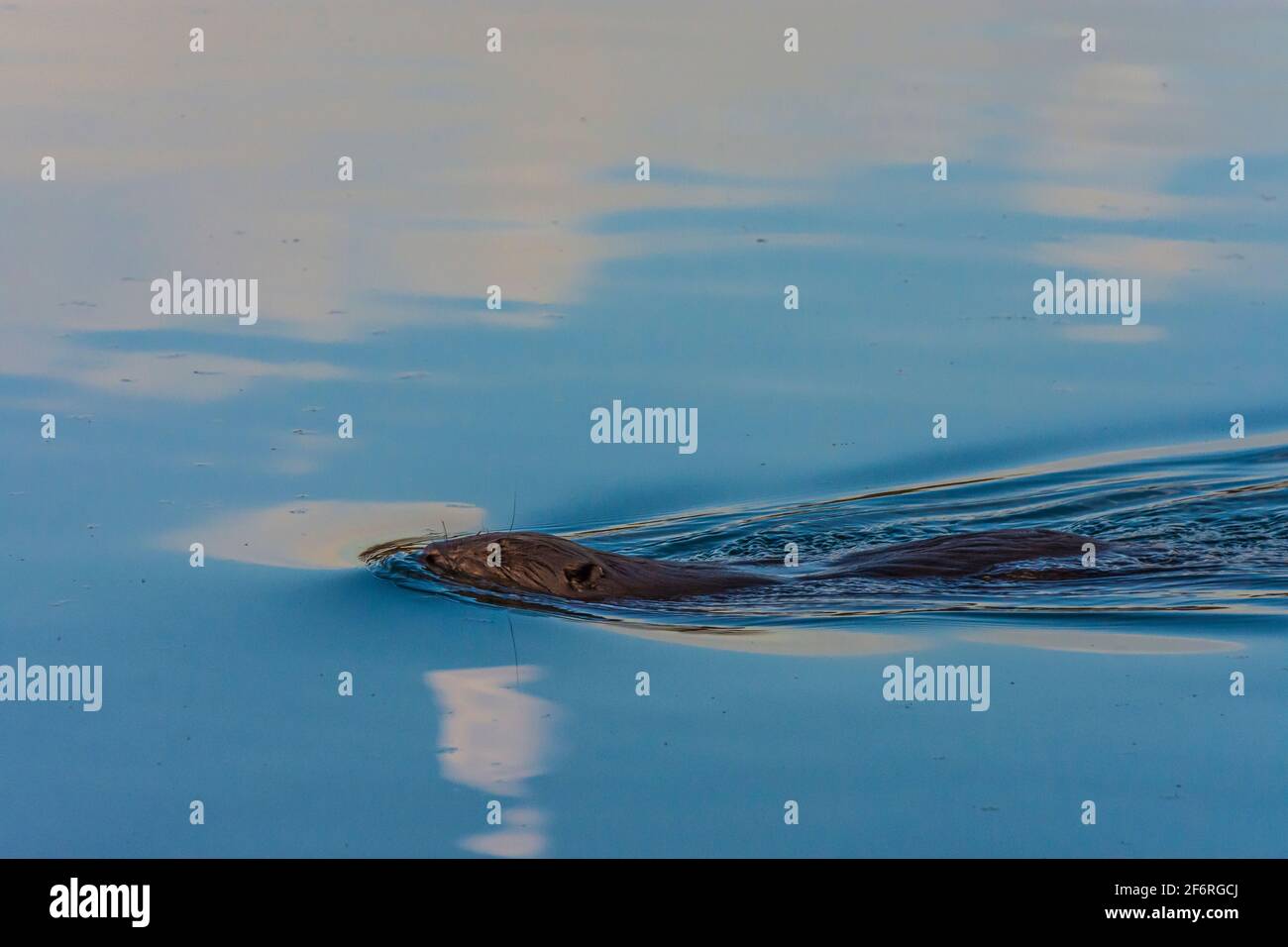 Wien, Wien: Eurasischer Biber oder Europäischer Biber (Rizinusfaser) schwimmend in der Neuen Donau im Jahr 22. Donaustadt, Wien, Österreich Stockfoto