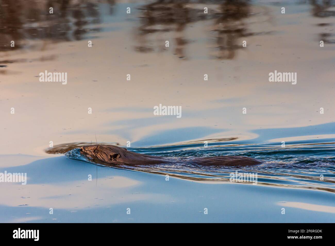 Wien, Wien: Eurasischer Biber oder Europäischer Biber (Rizinusfaser) schwimmend in der Neuen Donau im Jahr 22. Donaustadt, Wien, Österreich Stockfoto