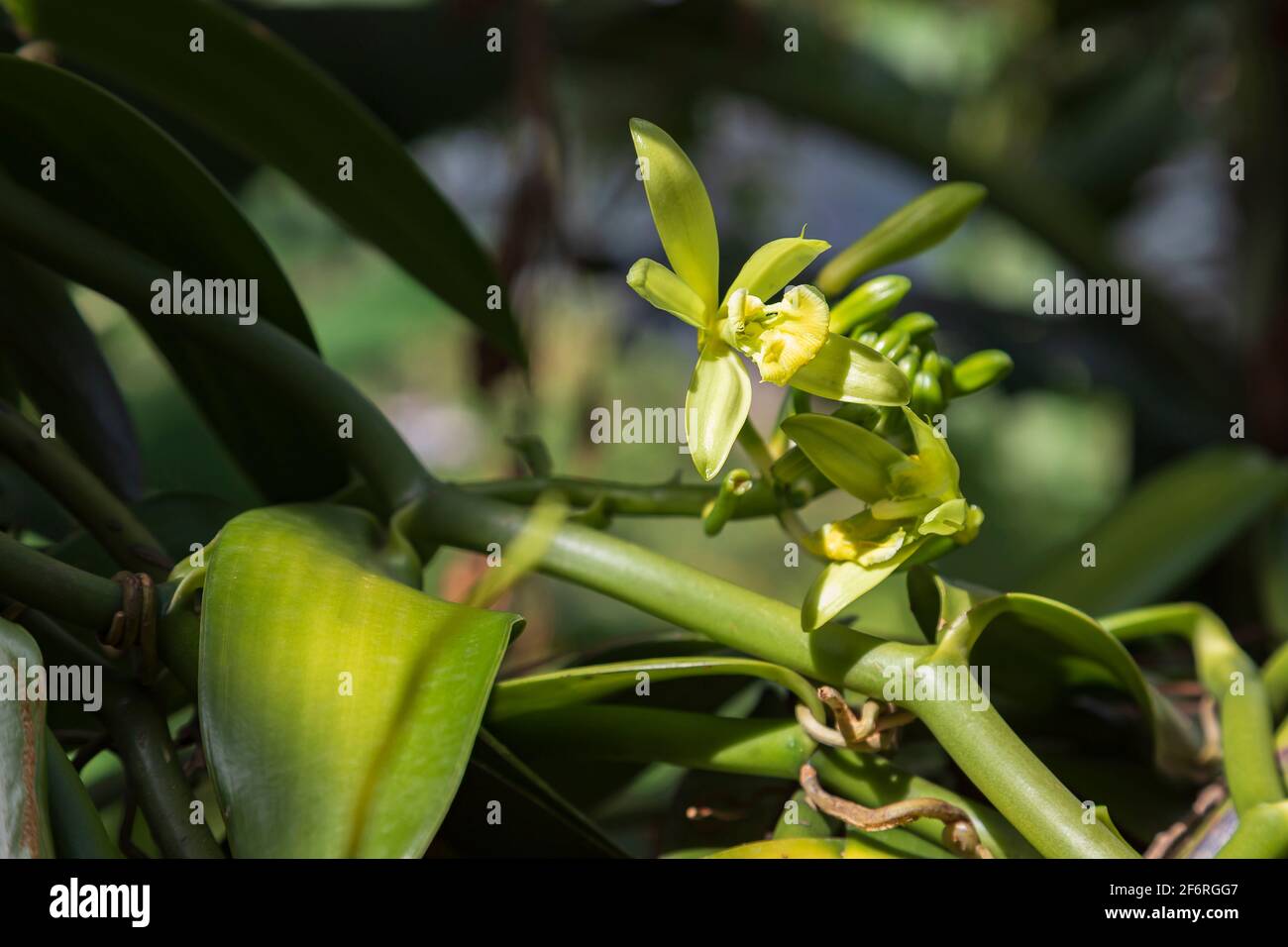 Knospe einer Vanillepflanze im hellen Sonnenlicht nach der Hand Bestäubung Stockfoto