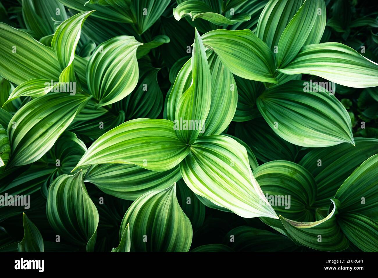 Grüne Pflanzen Blätter aus der Nähe. Natur Hintergrund Stockfoto
