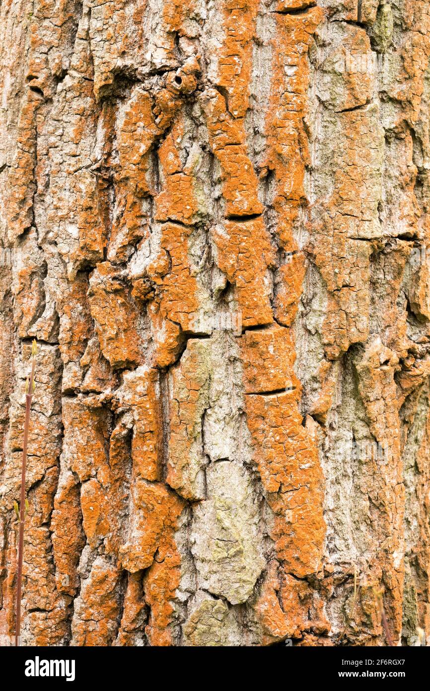 Die Rötung der Rindenstruktur des Pappelbaums wird durch verursacht Die Alge Trentepohlia umbrina Stockfoto