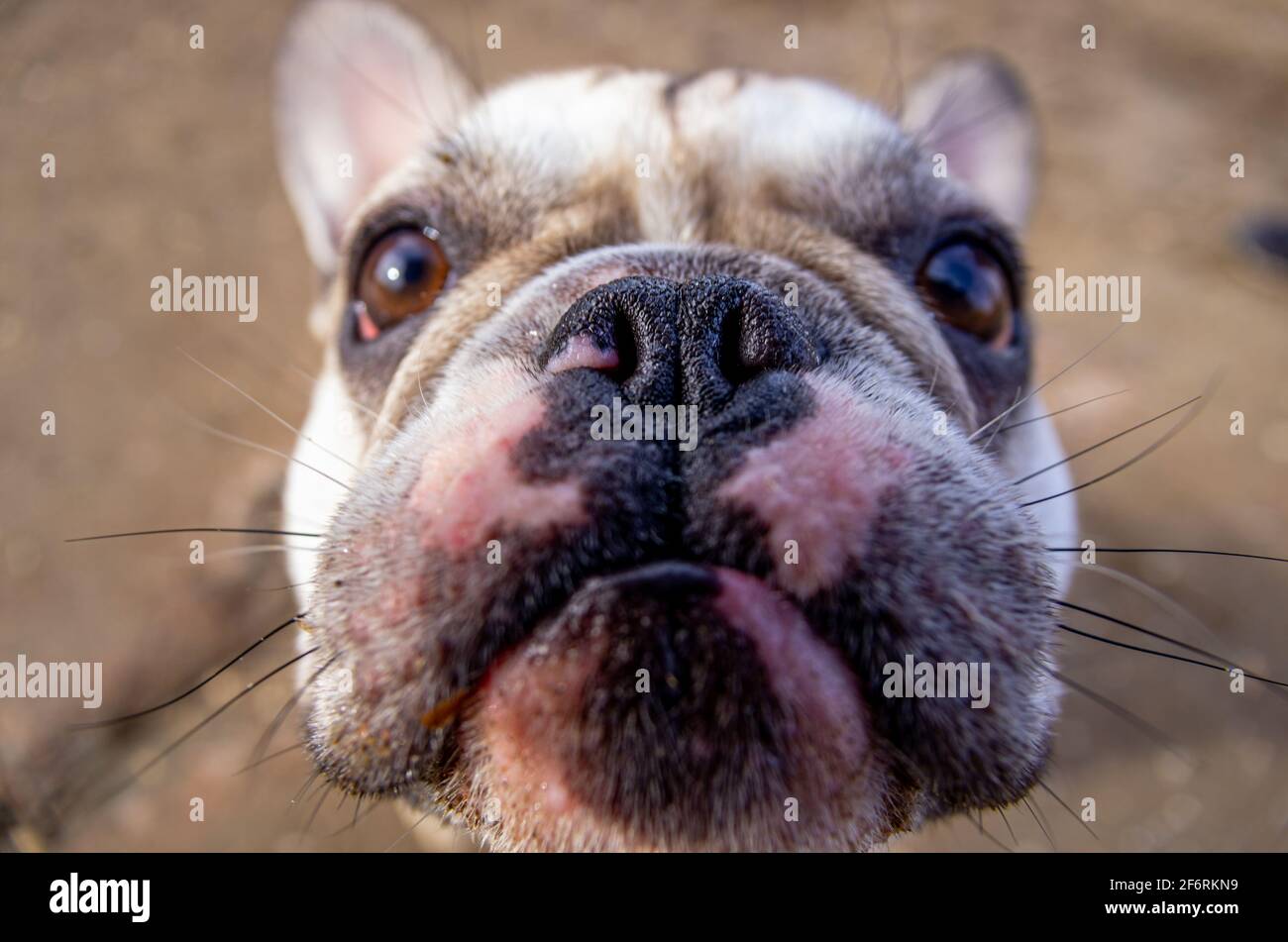 Lustig aussehende französische Bulldogge schaut nach oben. Selektiver Fokus auf die Nase. Großer Kopf. Stockfoto