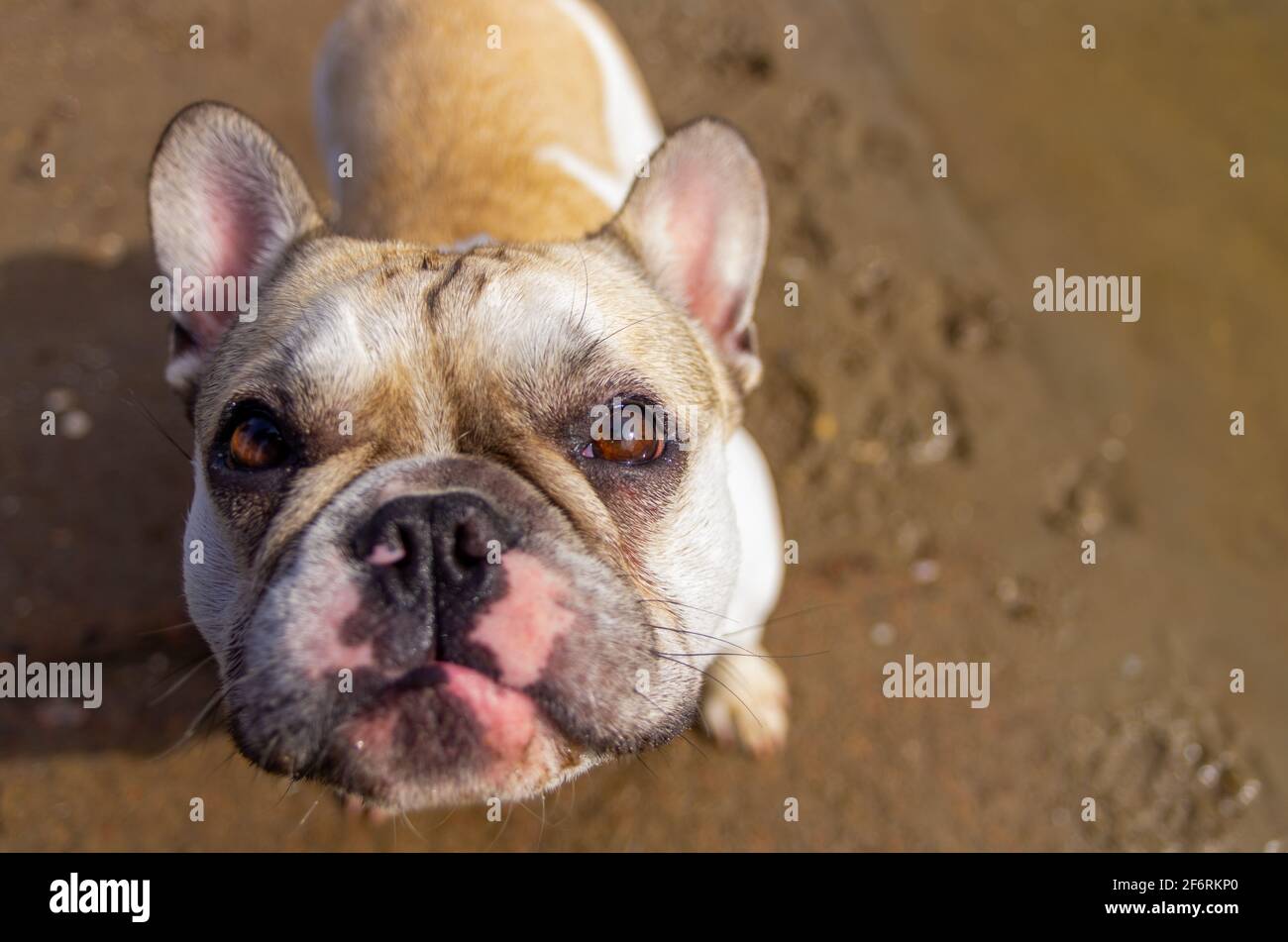 Lustig aussehende französische Bulldogge schaut seitlich nach oben. Großer Kopf mit kleinem Körper. Steht in nassem Sand. Kopierraum Stockfoto