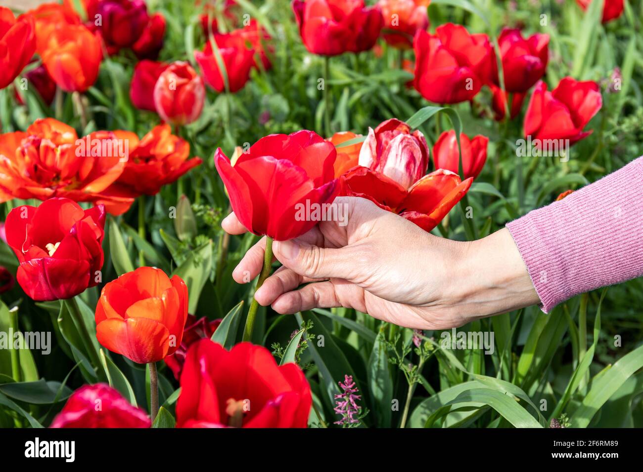 Weibliche Hand mit einem zartrosa Pullover, der eine rote Tulpe in einem Feld voller Tulpen aufgreift. Frühjahrskonzept. Stockfoto