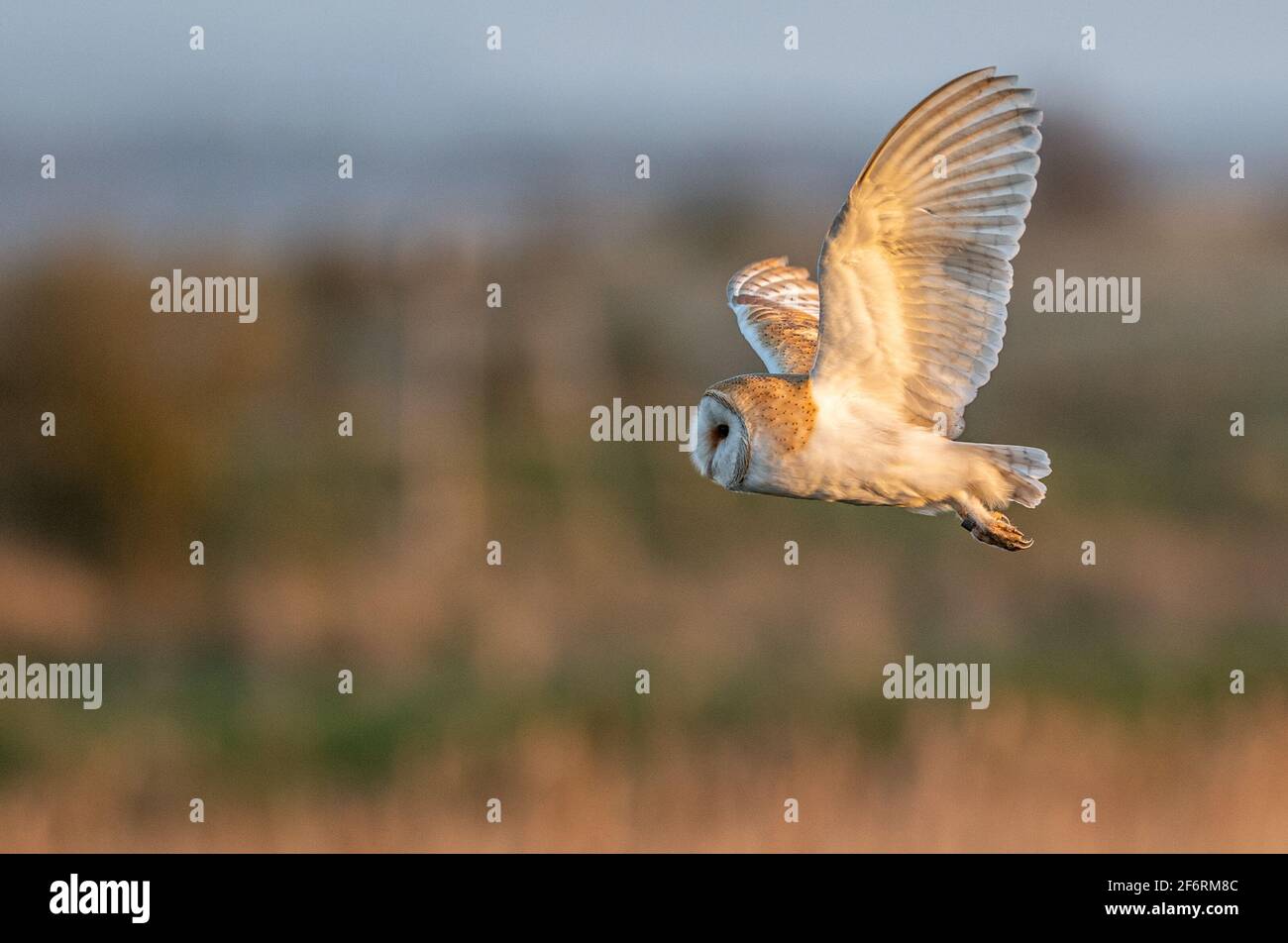 Scheune Owl Jagd über Sumpfland Stockfoto