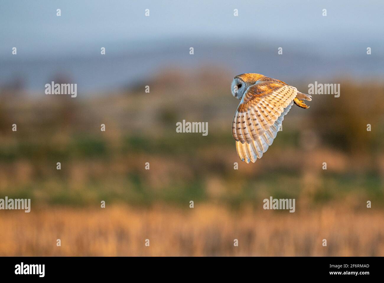 Scheune Owl Jagd über Sumpfland Stockfoto